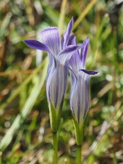 Gentianopsis holopetala