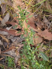 Xanthosia stellata
