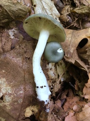 Clitocybe glaucoalba