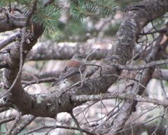 Junco hyemalis dorsalis