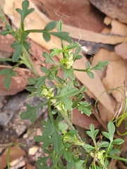 Xanthosia stellata