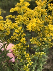 Solidago canadensis
