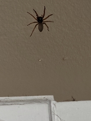 Trachelas tranquillus