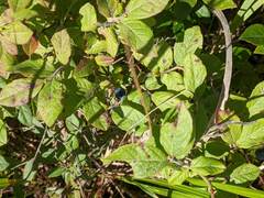 Vaccinium myrtilloides