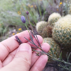 Porophyllum linaria