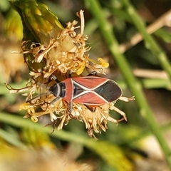 Neacoryphus bicrucis