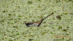 Hydrophasianus chirurgus