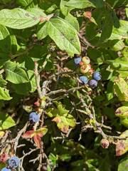 Vaccinium myrtilloides