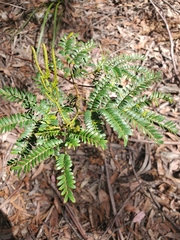 Acacia terminalis