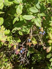 Vaccinium myrtilloides
