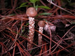 Psilocybe zapotecorum