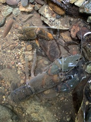Euastacus setosus