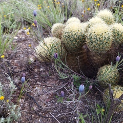 Porophyllum linaria