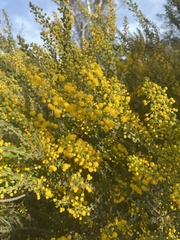 Acacia glandulicarpa
