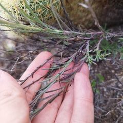 Porophyllum linaria