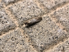Pigritia