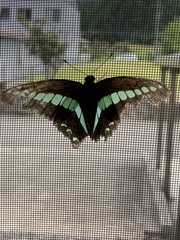 Graphium sarpedon nipponum