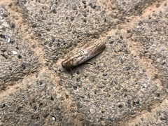 Pigritia