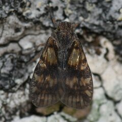 Bothriocera