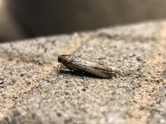 Pigritia
