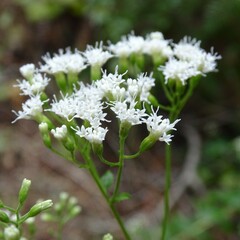 Ageratina jucunda