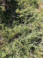 Sorbus sitchensis