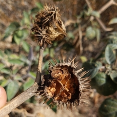 Datura