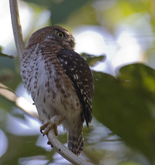 Glaucidium siju