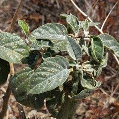 Datura