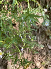 Campanula divaricata