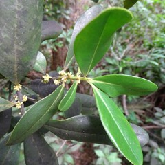 Myrsine cubana