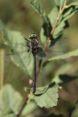 Somatochlora franklini