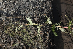 Atriplex tatarica