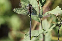 Somatochlora franklini