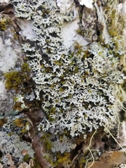 Fuscopannaria leucosticta