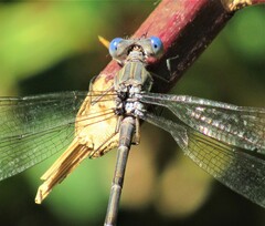 Archilestes californicus