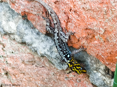 Gonatodes caudiscutatus
