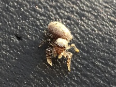 Pelegrina galathea
