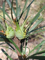 Lambertia formosa