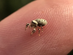 Pelegrina galathea