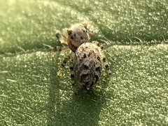 Pelegrina galathea