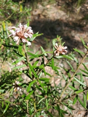 Grevillea phylicoides