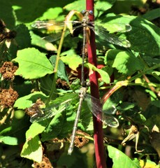 Archilestes californicus
