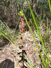 Phyllanthus hirtellus