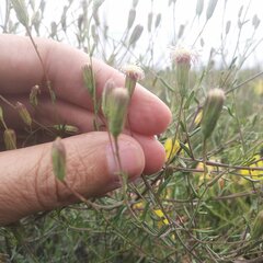 Brickellia eupatorioides chlorolepis