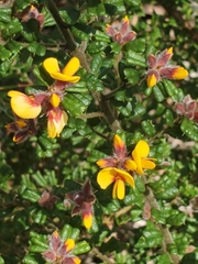 Pultenaea scabra