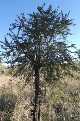 Image of Vachellia suberosa by (c) Shelley James, some rights reserved (CC BY)