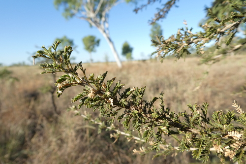 Image of Vachellia suberosa by (c) Shelley James, some rights reserved (CC BY)