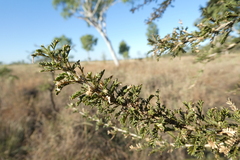 Vachellia suberosa