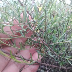 Brickellia eupatorioides chlorolepis
